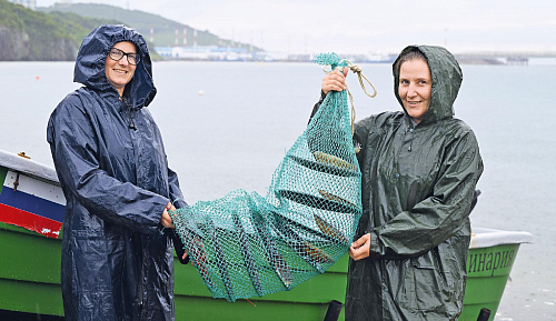 «Заводчицы» гребешка