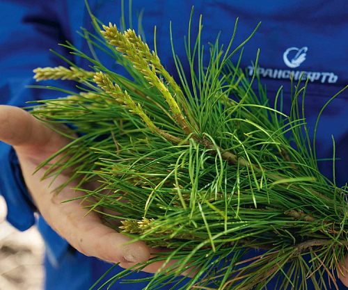 Посадить дерево