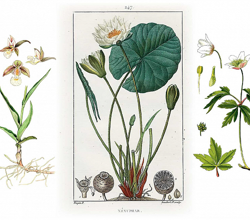 Северные красавицы