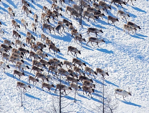 Дыхание Заполярья — Пурпе